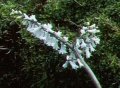 Maianthemum henryi ( syn. Smilacina henryi)