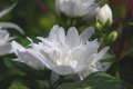 Philadelphus lewisii 'Mt. Tahoma�