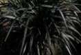 Ophiopogon planiscapus 'Nigrescens'