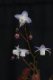 Epimedium x youngianum �Pink Star�