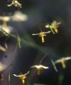 Epimedium myrianthum