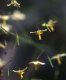 Epimedium myrianthum