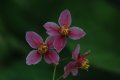 Epimedium x versicolor 'Cherry Tart'