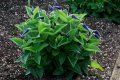 Clematis integrifolia - natural dwarf form - gallon size