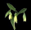 Uvularia grandiflora