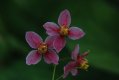 Epimedium x versicolor 'Cherry Tart'