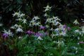 Erythronium seed - garden collected mixed forms