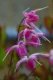 Epimedium x youngianum �Starlet�