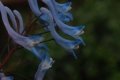 Corydalis flexuosa 'China Blue'