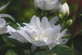 Philadelphus lewisii 'Mt. Tahoma�