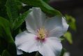 Philadelphus �Belle Etoile�
