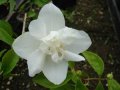 Philadelphus �Snow Velvet�