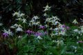 Erythronium seed - garden collected mixed forms