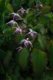 Epimedium x youngianum �Making Waves�