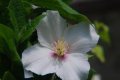 Philadelphus �Belle Etoile�