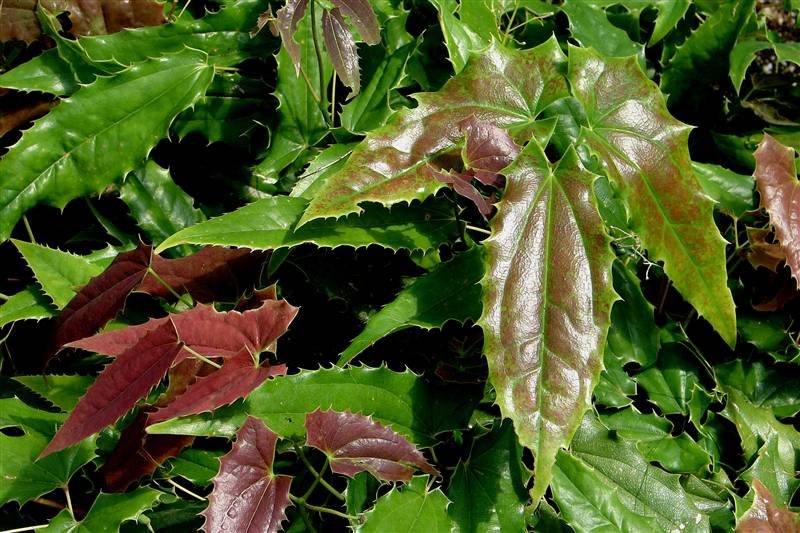 Epimedium wushanense - Spiny Leaf Form