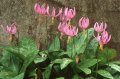 Erythronium revolutum seed - garden collected