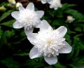 Anemone nemorosa 'Vestal'