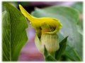 Arisaema flavum