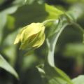 Disporum lutescens