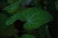 Epimedium x youngianum �Azusa�