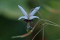 Epimedium fargesii