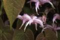 Epimedium leptorrhizum