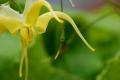 Epimedium lishihchenii