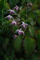 Epimedium x youngianum �Making Waves�