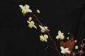 Epimedium x versicolor �Neo sulphureum�