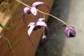 Epimedium acuminatum 'Night Mistress'