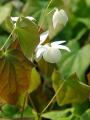 Epimedium x �Pearl Drops�