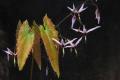 Epimedium fargesii �Pink Constellation�