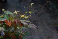 Epimedium rhizomatosum