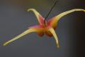 Epimedium x �Spritzer�