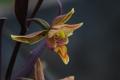 Epipactis gigantea �Serpentine Night�
