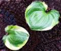 Maianthemum dilitatum �Baby Moon�