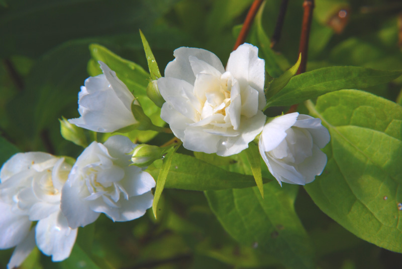 Philadelphus �Manteau d'Hermine�