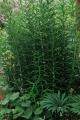 Polygonatum stewartianum