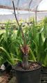 Sauromatum venosum