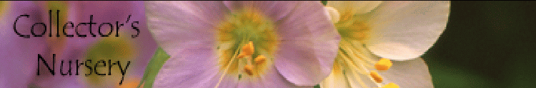Rare and unusual plants [home link]